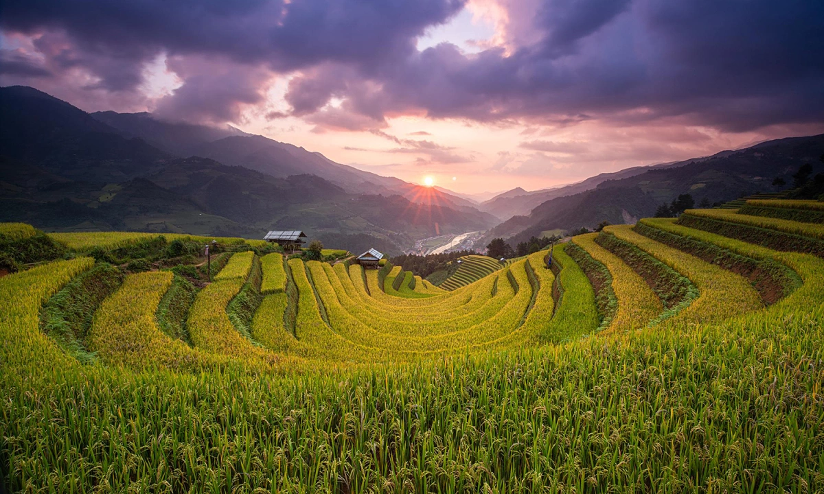 Golden Waves of the North: The Ultimate Mu Cang Chai Harvest Season Bike Tour Guide